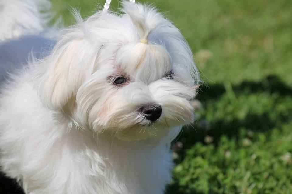 Malteser La Maison de Manon au Clair de Lune billede 19