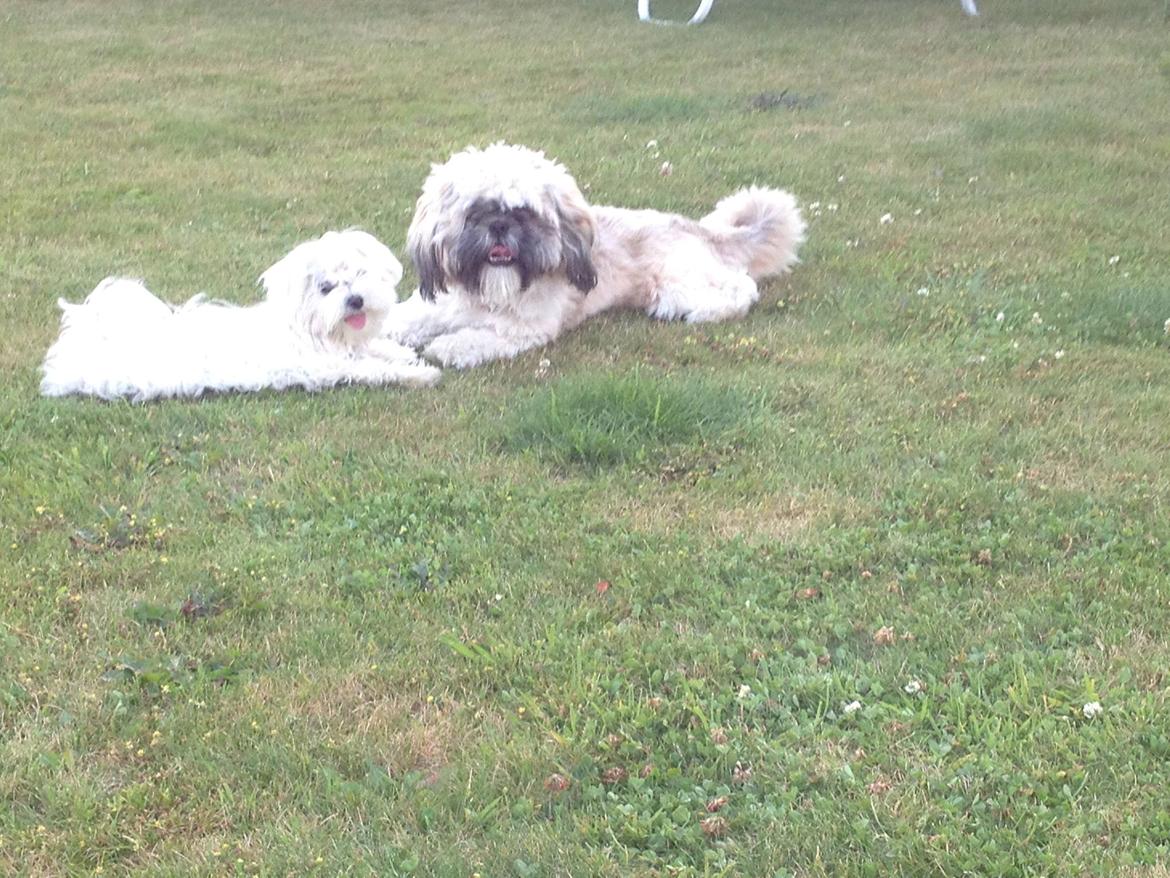 Malteser La Maison de Manon au Clair de Lune billede 22