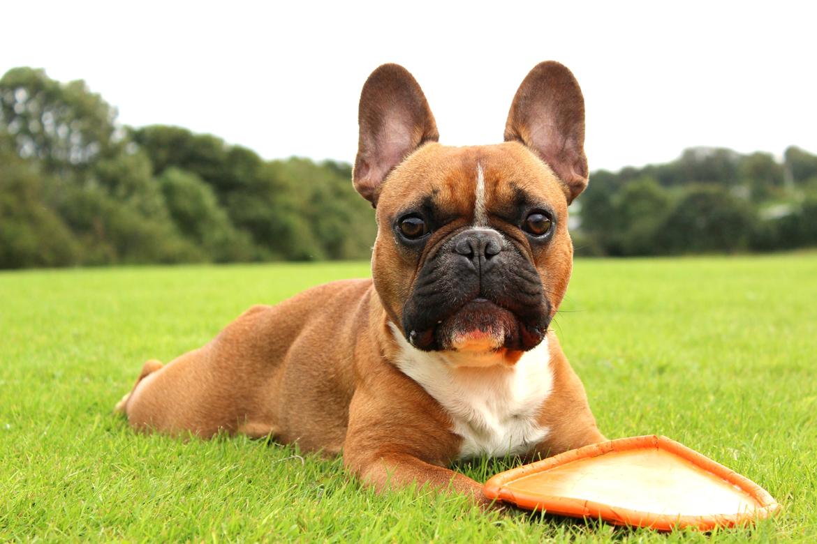 Fransk bulldog Arnold - September 2015 billede 9