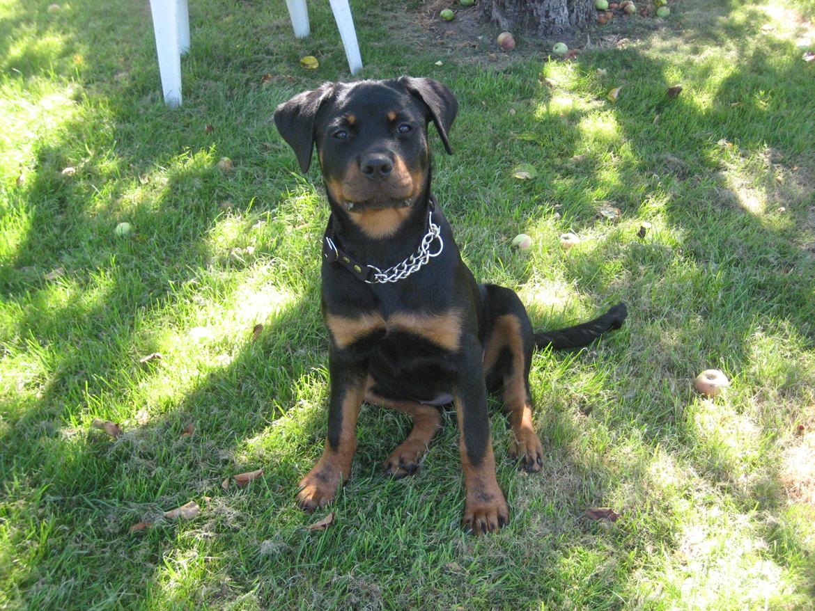 Rottweiler Ballou Håkon Osia, kaldet Aika billede 1