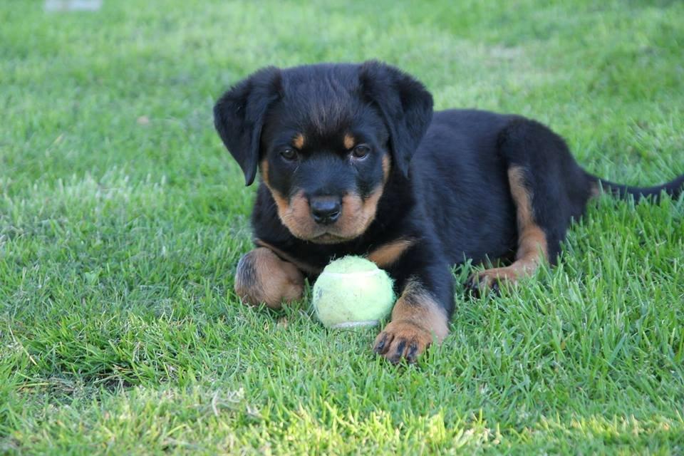Rottweiler Ballou Håkon Osia, kaldet Aika billede 2
