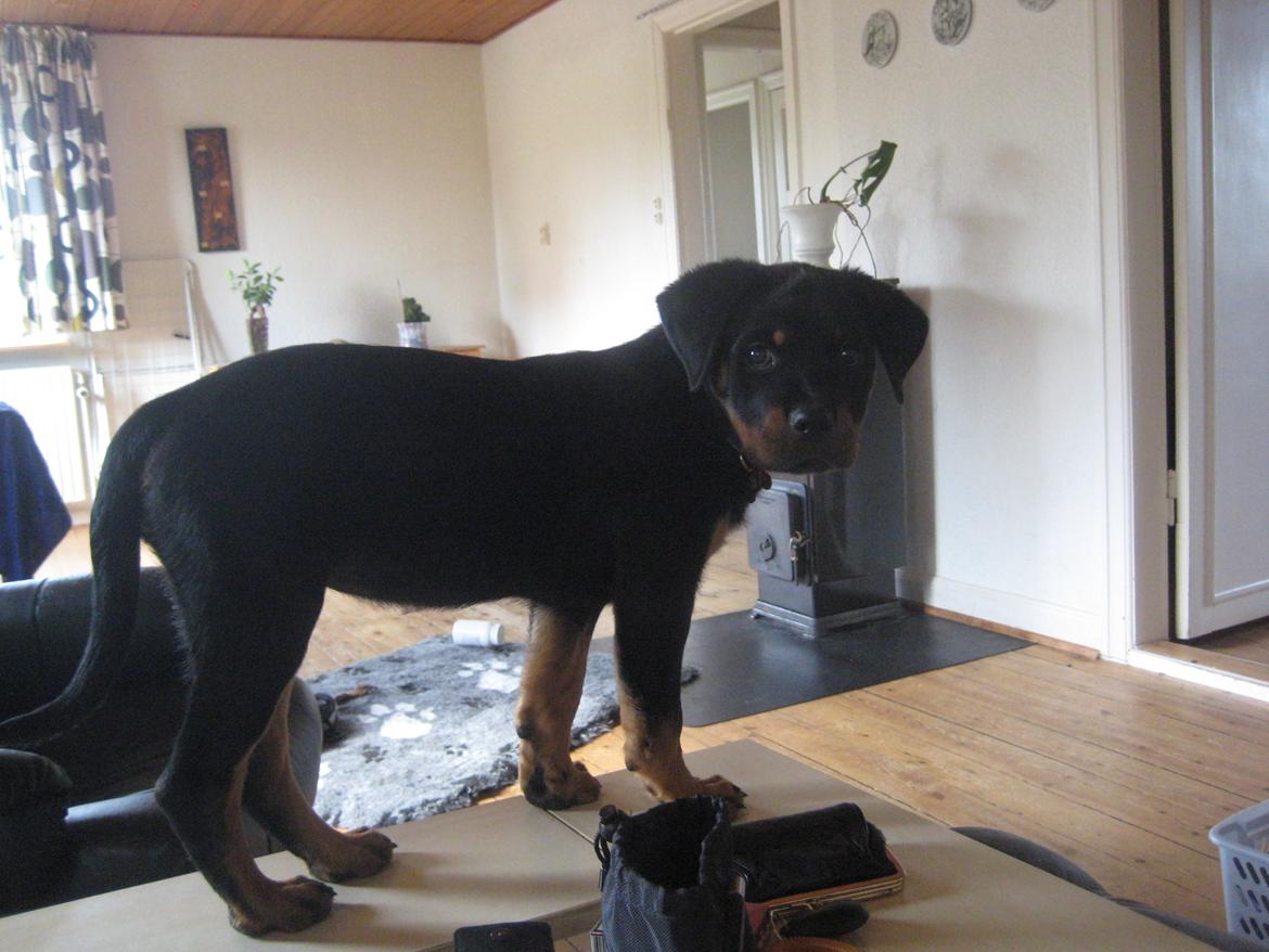 Rottweiler Ballou Håkon Osia, kaldet Aika billede 3