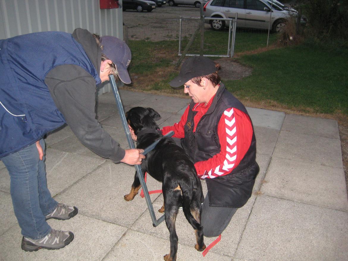 Rottweiler Ballou Håkon Osia, kaldet Aika billede 4