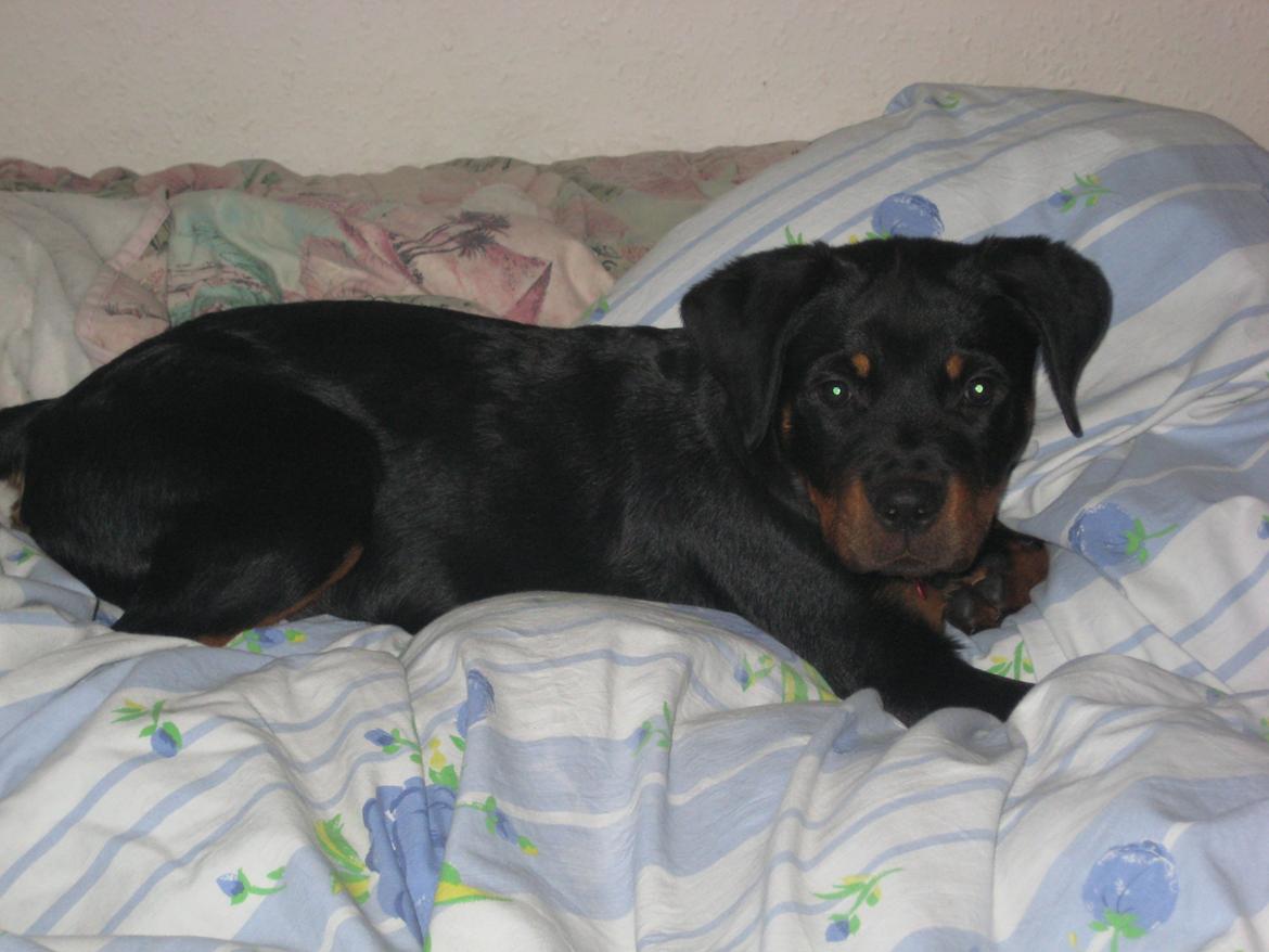 Rottweiler Ballou Håkon Osia, kaldet Aika billede 5