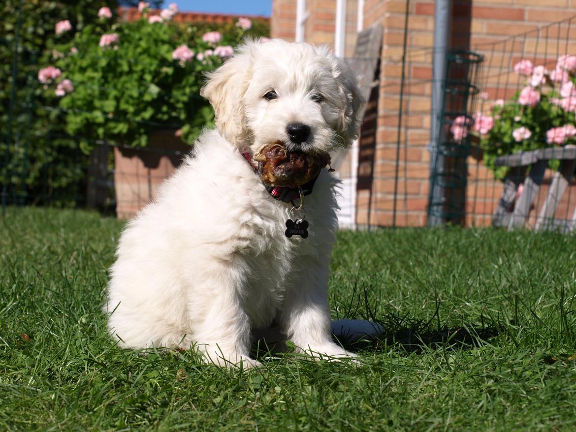 Blanding af racer Sia billede 1