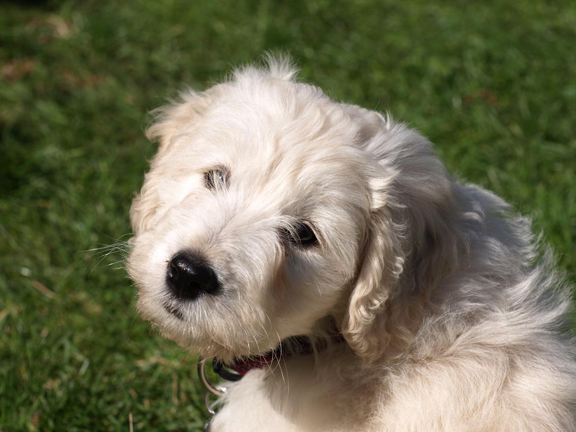 Blanding af racer Sia billede 7