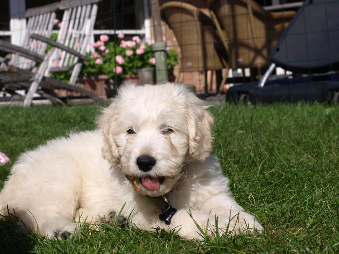 Blanding af racer Sia billede 8