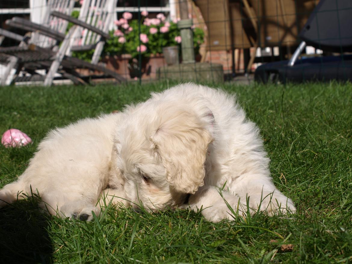 Blanding af racer Sia billede 11