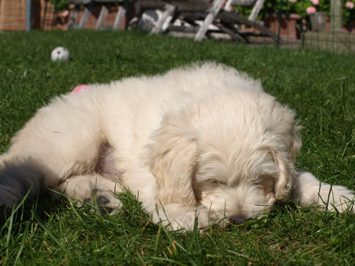 Blanding af racer Sia billede 13