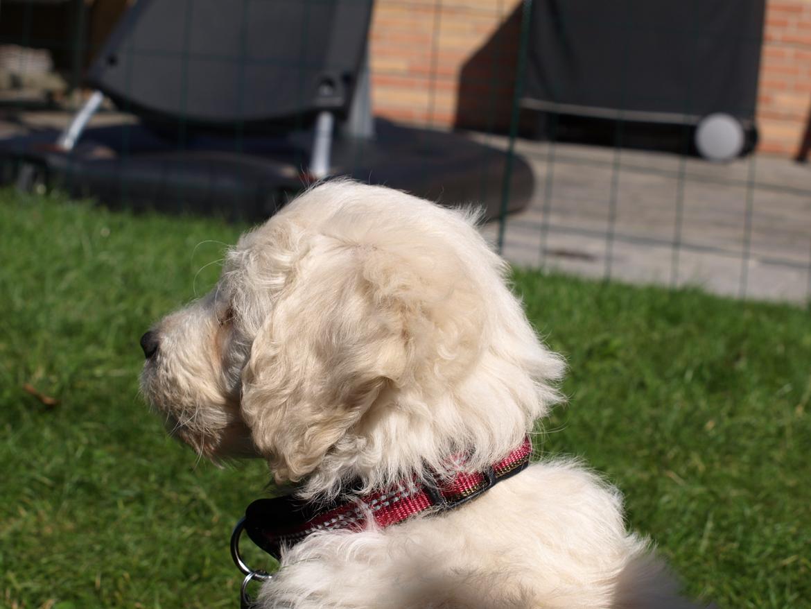 Blanding af racer Sia billede 14