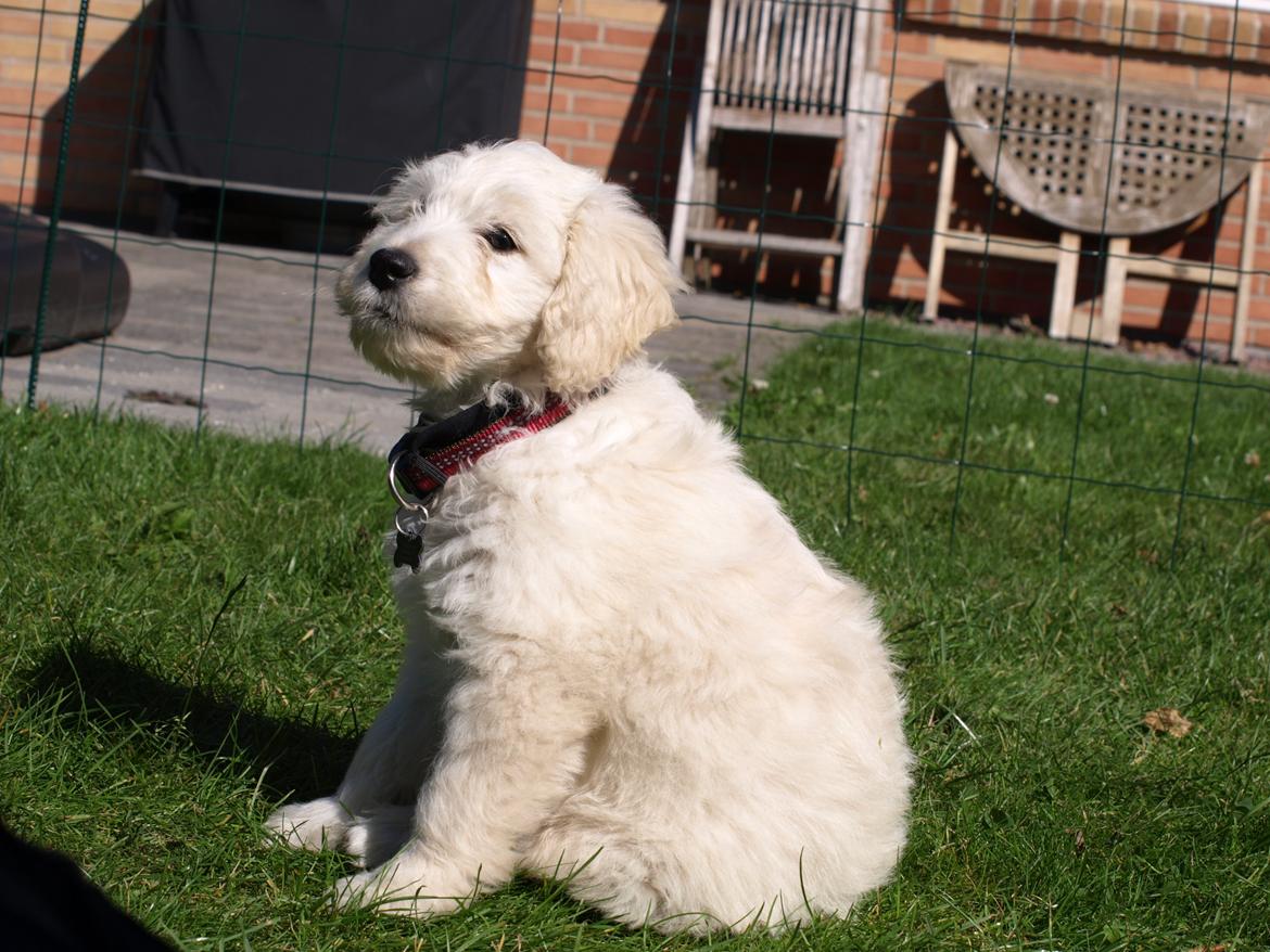 Blanding af racer Sia billede 15