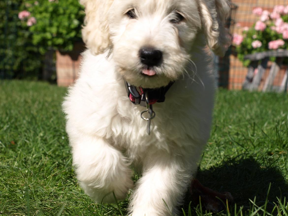 Blanding af racer Sia billede 3