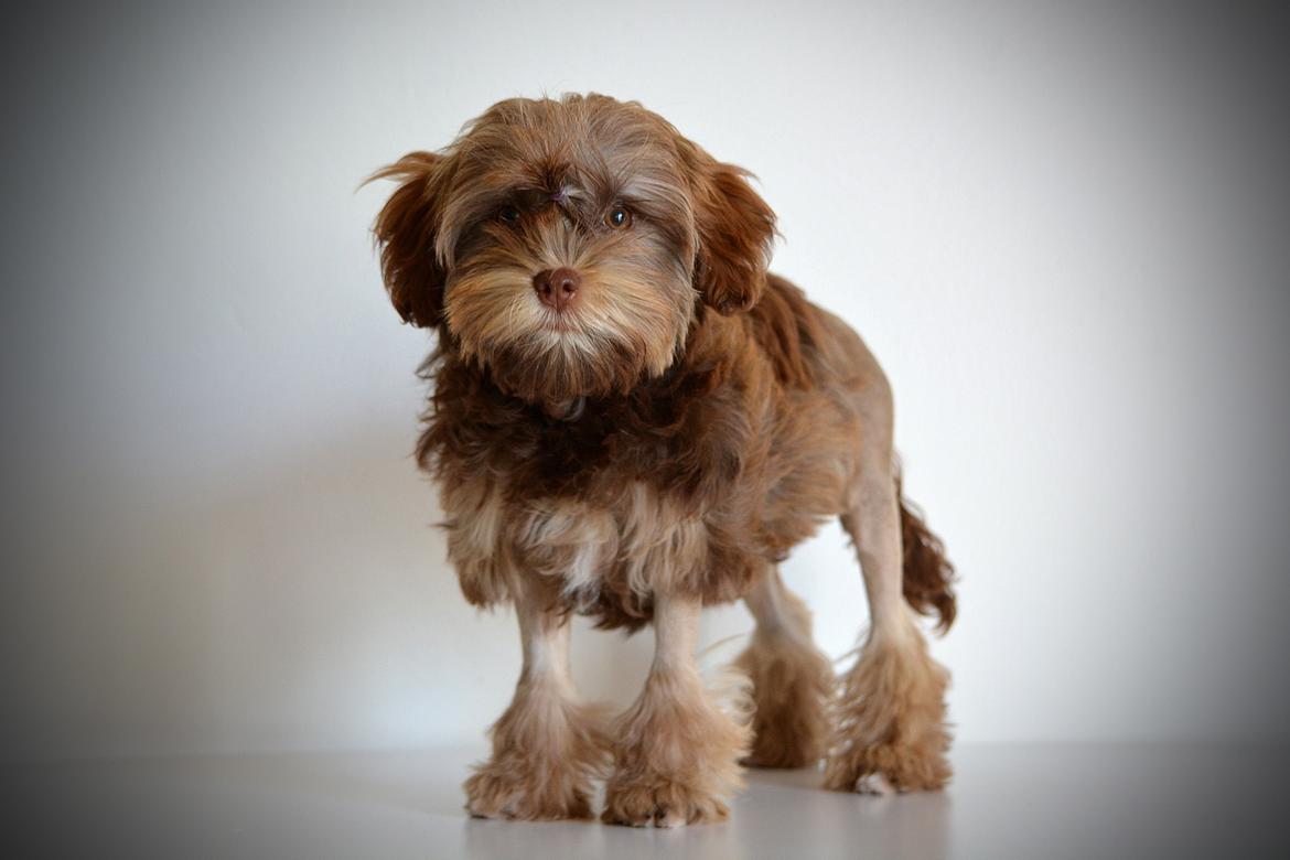 Løwchen Lions of Denmark Hot Brandy ´n Cream *Gabie* billede 3