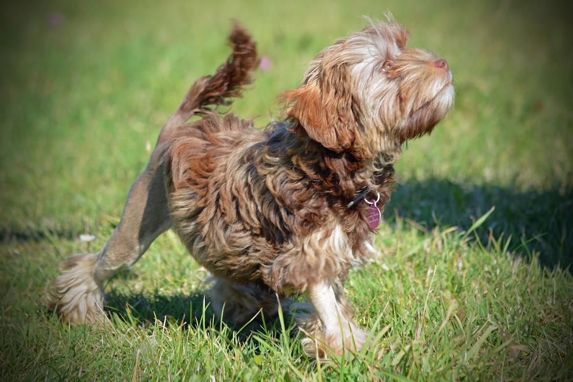 Løwchen Lions of Denmark Hot Brandy ´n Cream *Gabie* billede 23