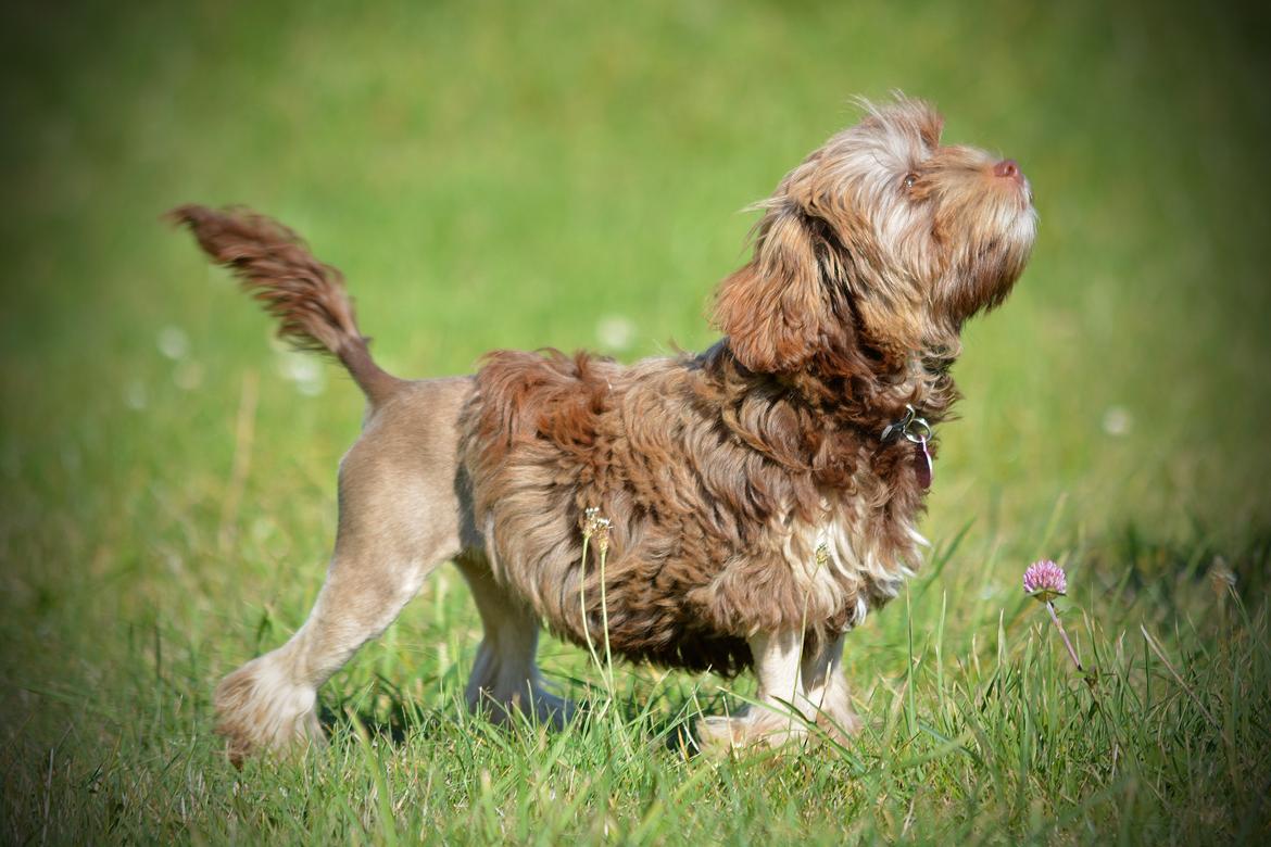 Løwchen Lions of Denmark Hot Brandy ´n Cream *Gabie* billede 24