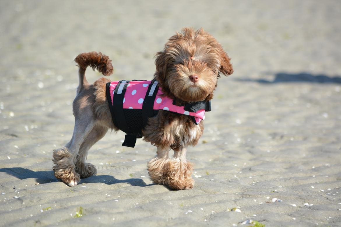 Løwchen Lions of Denmark Hot Brandy ´n Cream *Gabie* billede 25