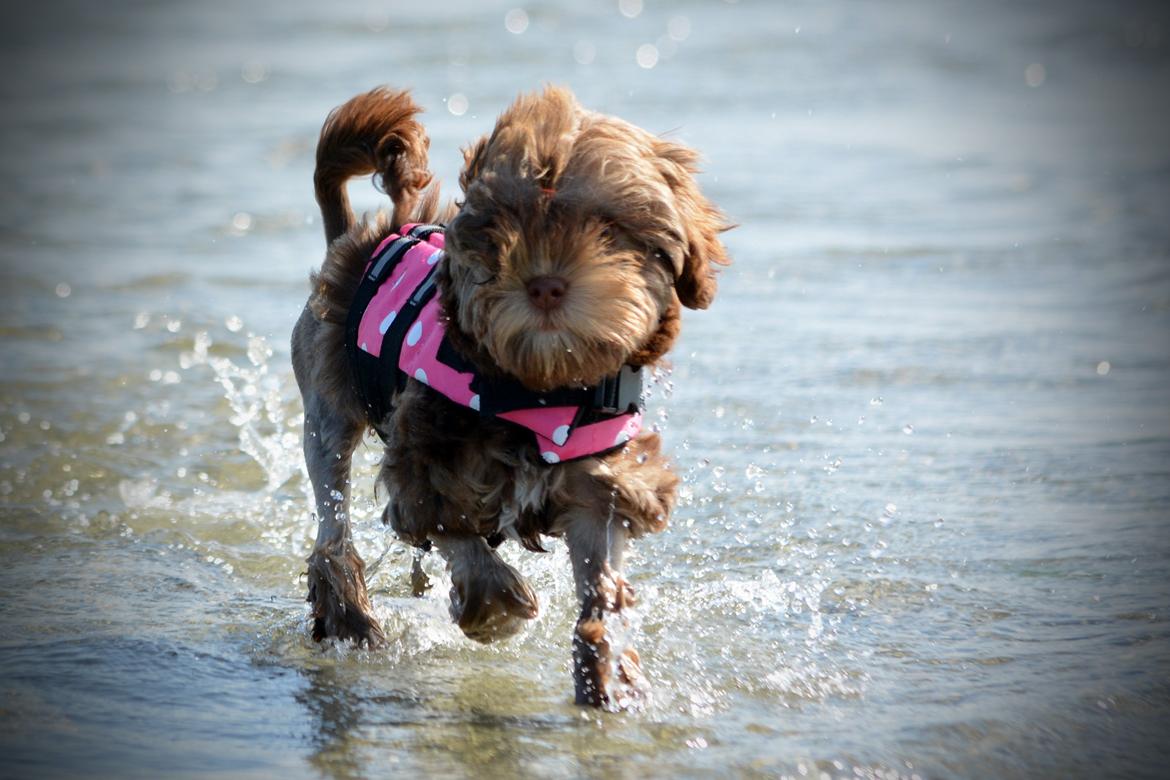 Løwchen Lions of Denmark Hot Brandy ´n Cream *Gabie* billede 26