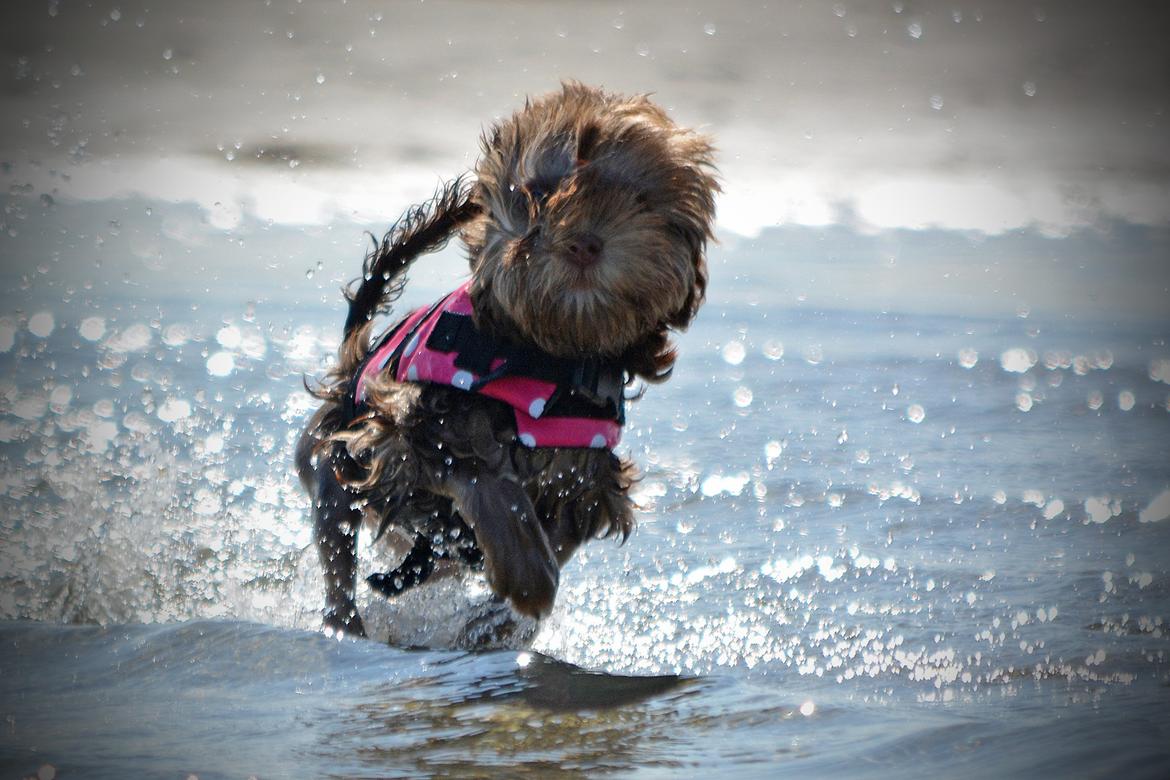 Løwchen Lions of Denmark Hot Brandy ´n Cream *Gabie* billede 27