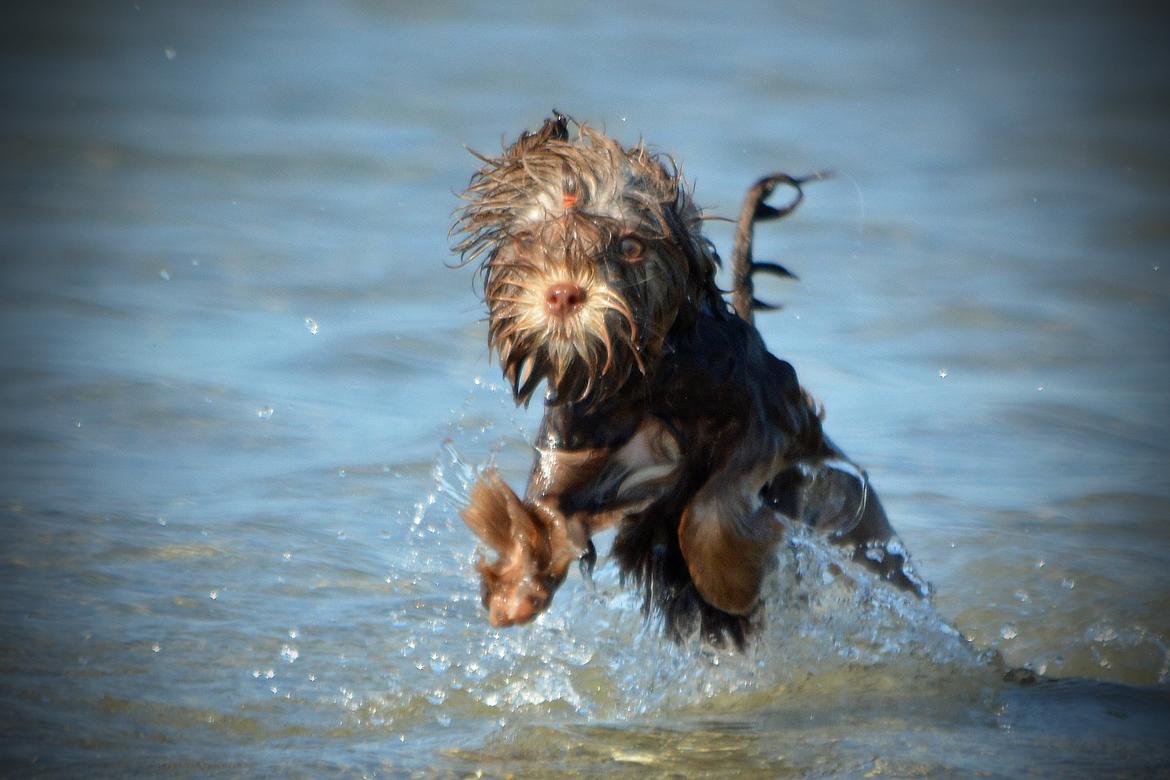 Løwchen Lions of Denmark Hot Brandy ´n Cream *Gabie* billede 28