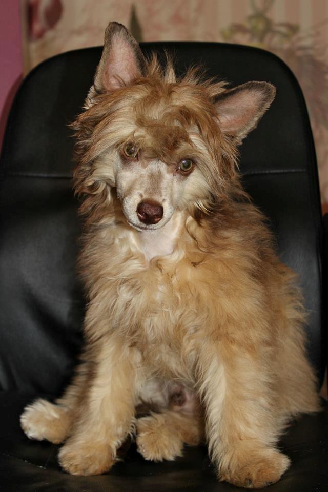 Chinese crested powder puff Ned Gallant Miracolo Dell'anima billede 1