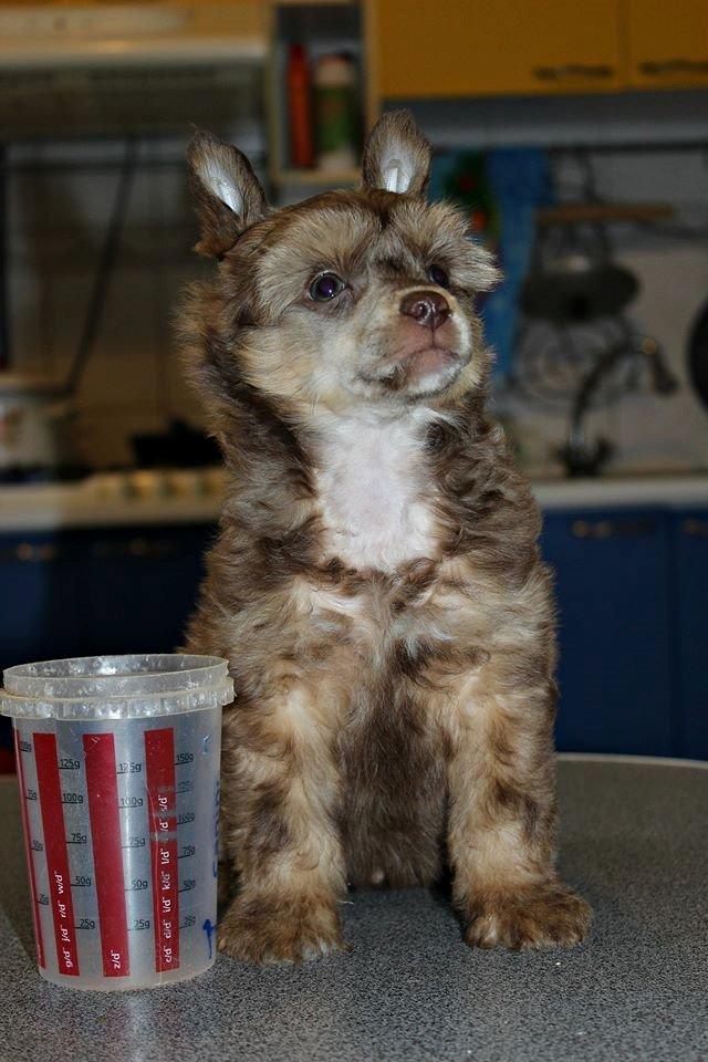 Chinese crested powder puff Ned Gallant Miracolo Dell'anima billede 3