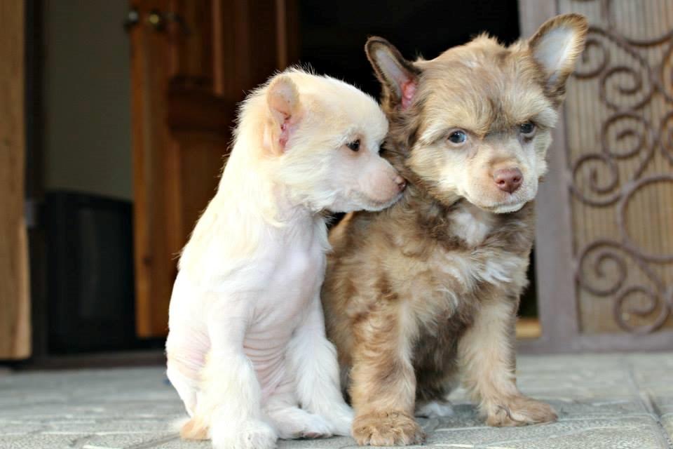 Chinese crested powder puff Ned Gallant Miracolo Dell'anima billede 4