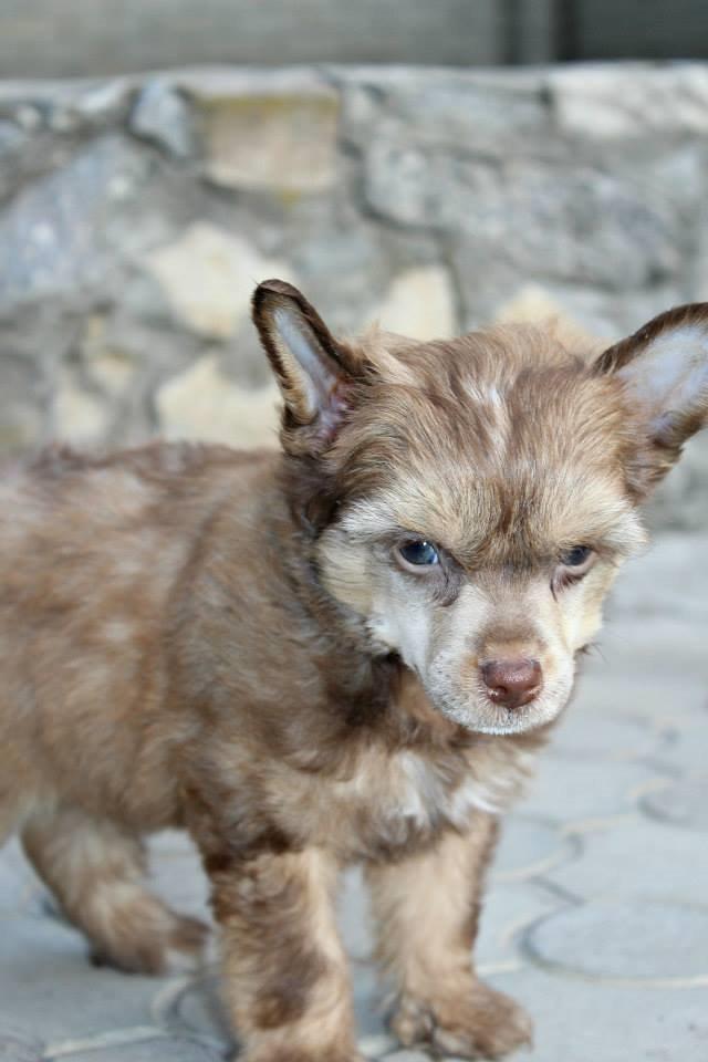 Chinese crested powder puff Ned Gallant Miracolo Dell'anima billede 5