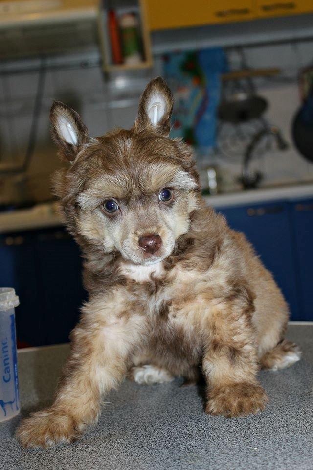 Chinese crested powder puff Ned Gallant Miracolo Dell'anima billede 6