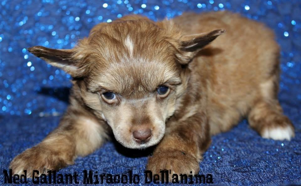 Chinese crested powder puff Ned Gallant Miracolo Dell'anima billede 9