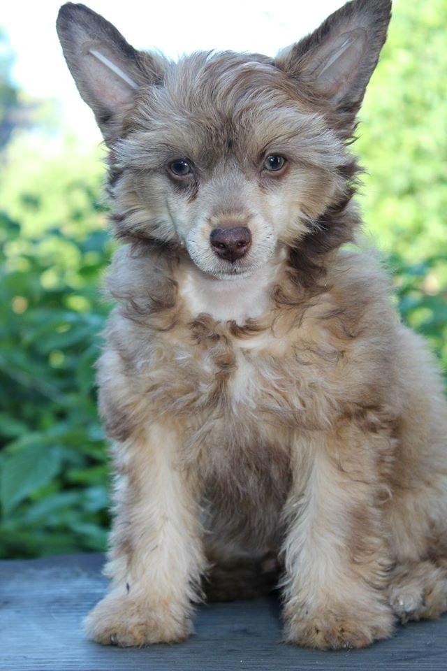 Chinese crested powder puff Ned Gallant Miracolo Dell'anima billede 2