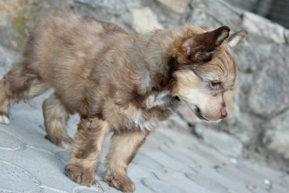 Chinese crested powder puff Ned Gallant Miracolo Dell'anima billede 8