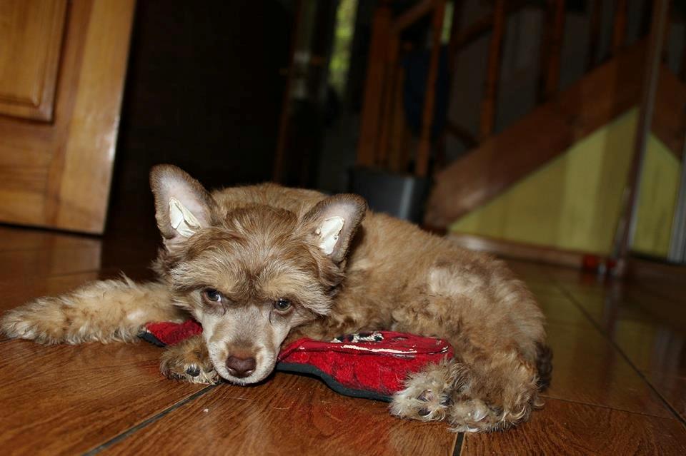 Chinese crested powder puff Ned Gallant Miracolo Dell'anima billede 10