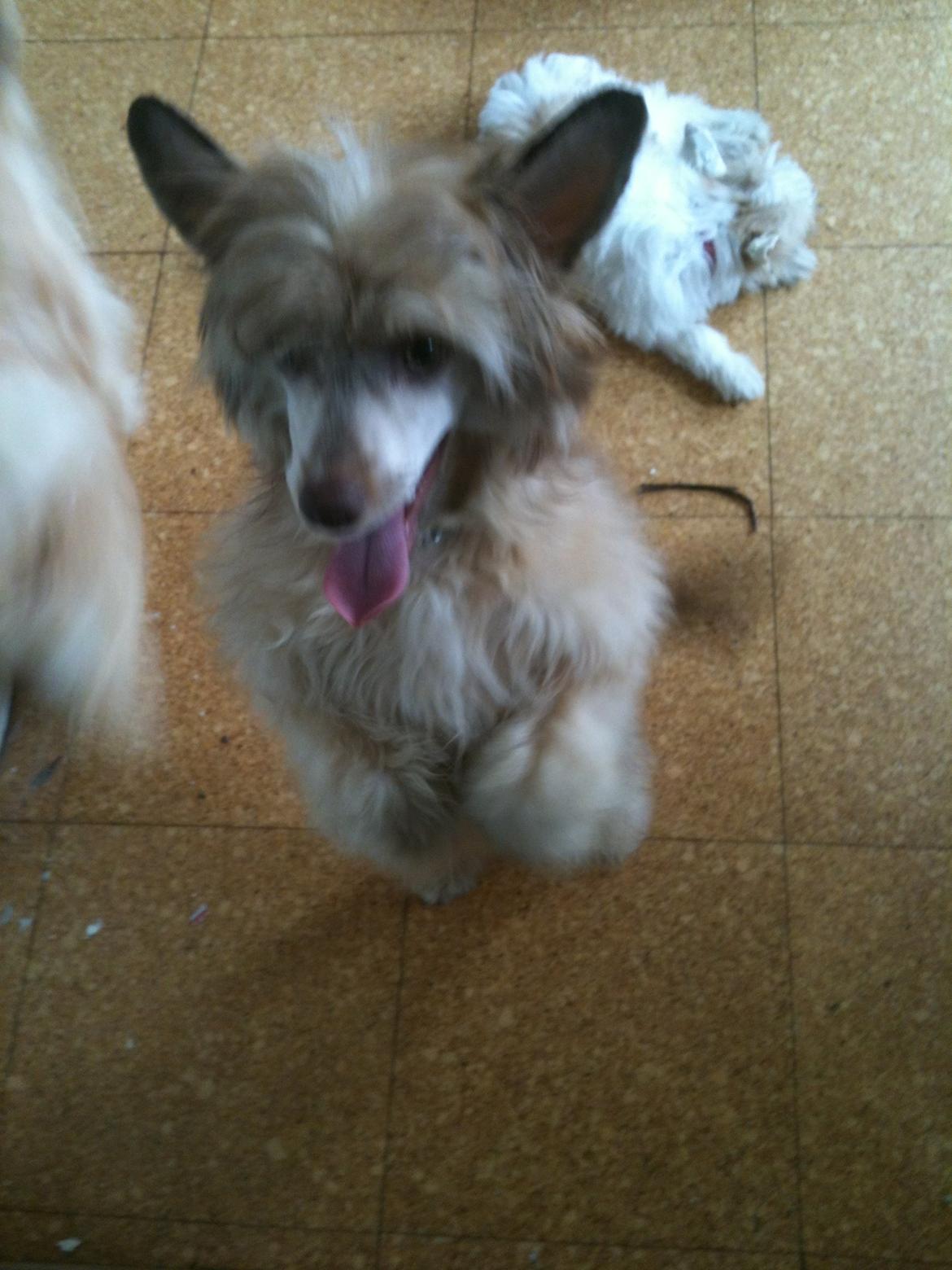 Chinese crested powder puff Ned Gallant Miracolo Dell'anima billede 7