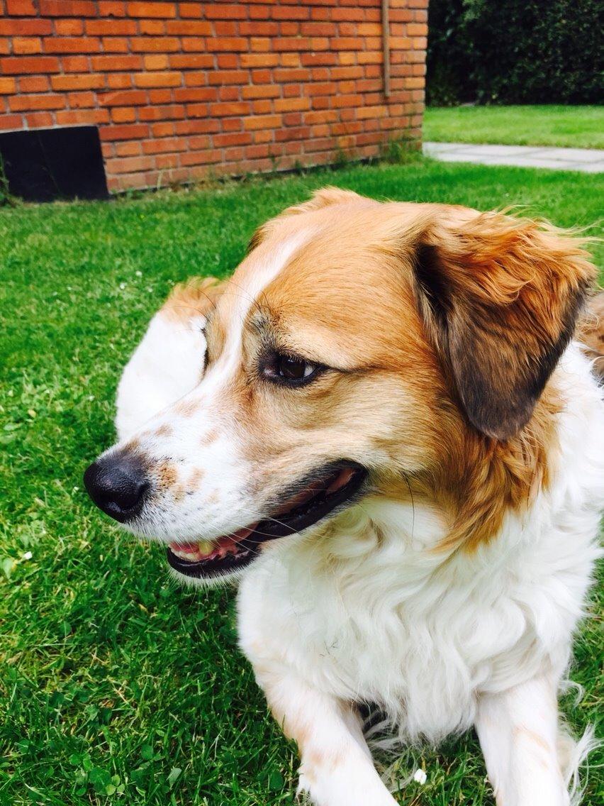 Breton bodil billede 12