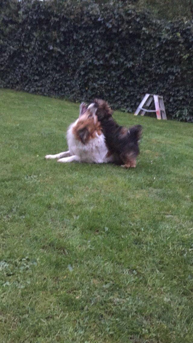 Breton bodil billede 13