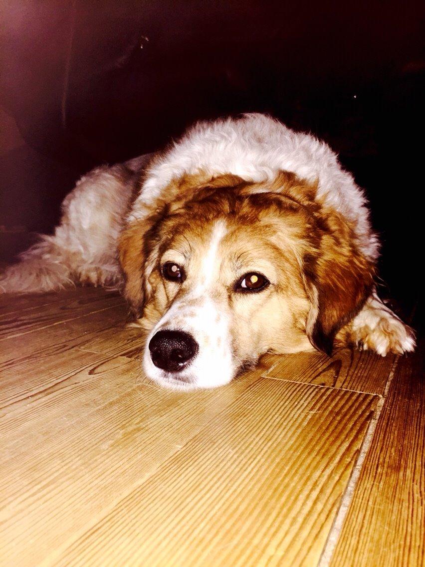 Breton bodil billede 14