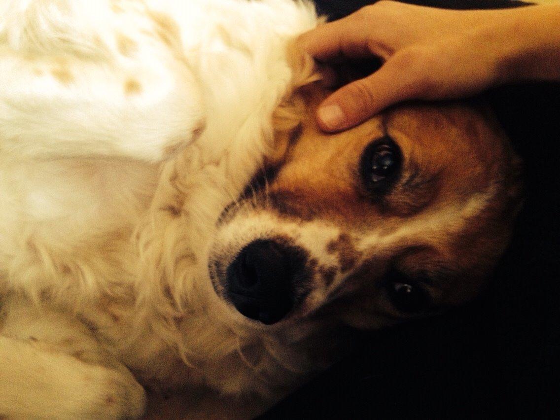 Breton bodil billede 18