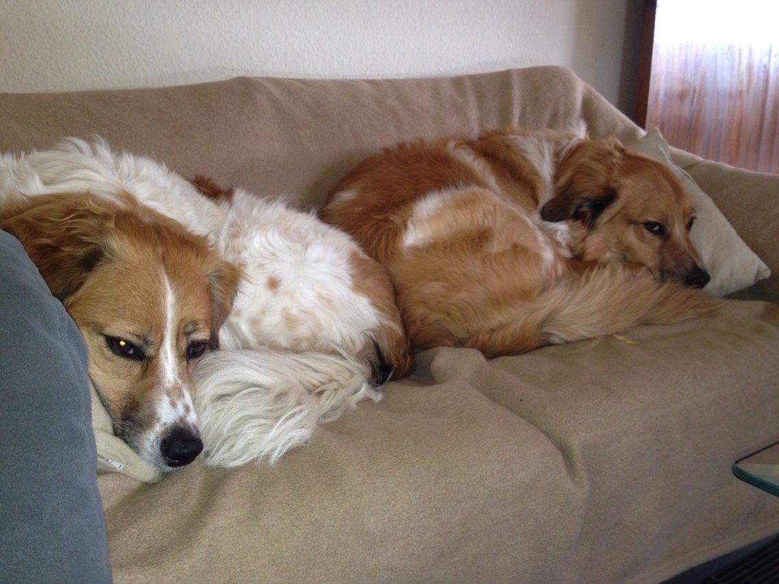 Breton bodil billede 20