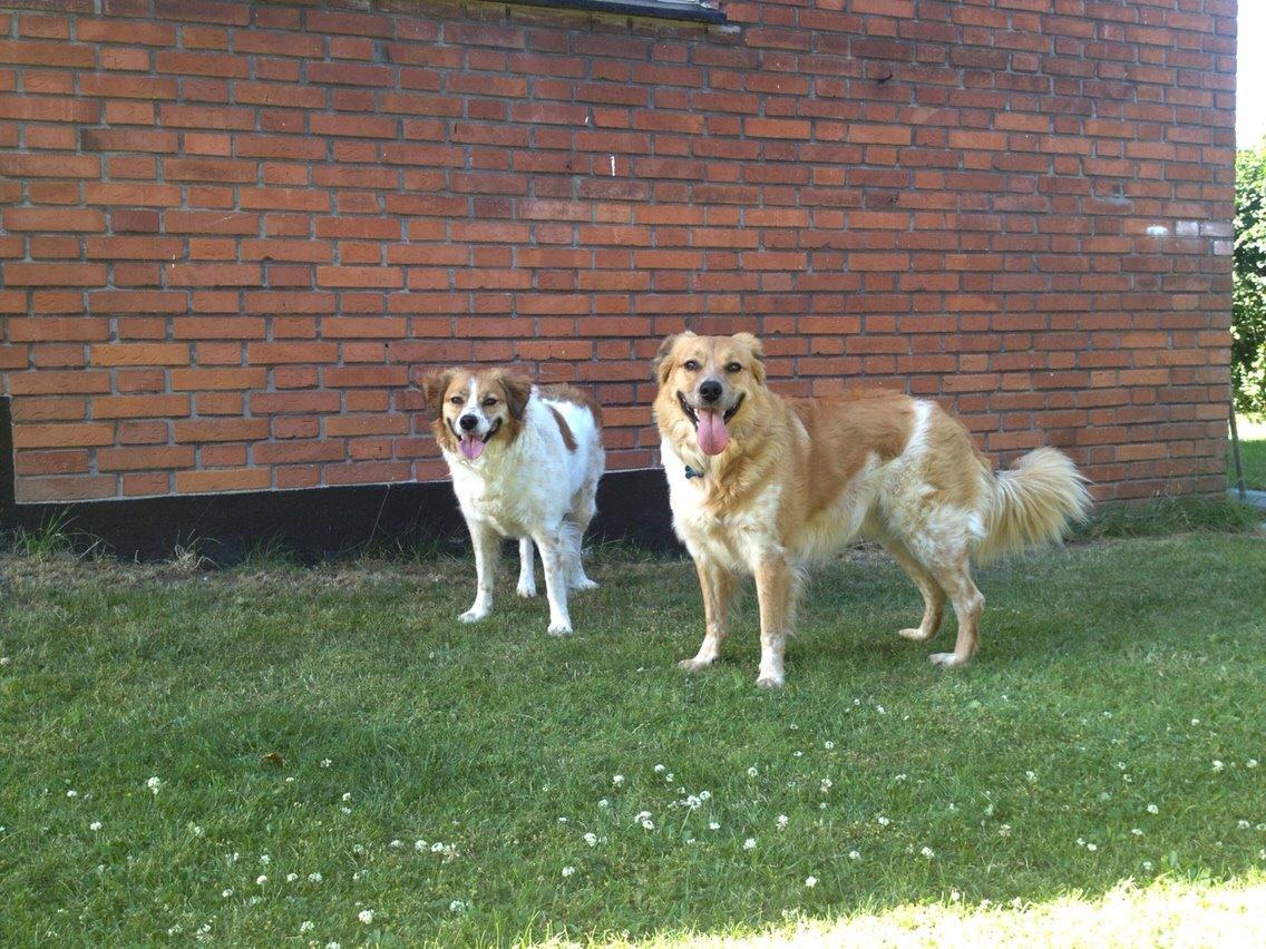 Breton bodil billede 21