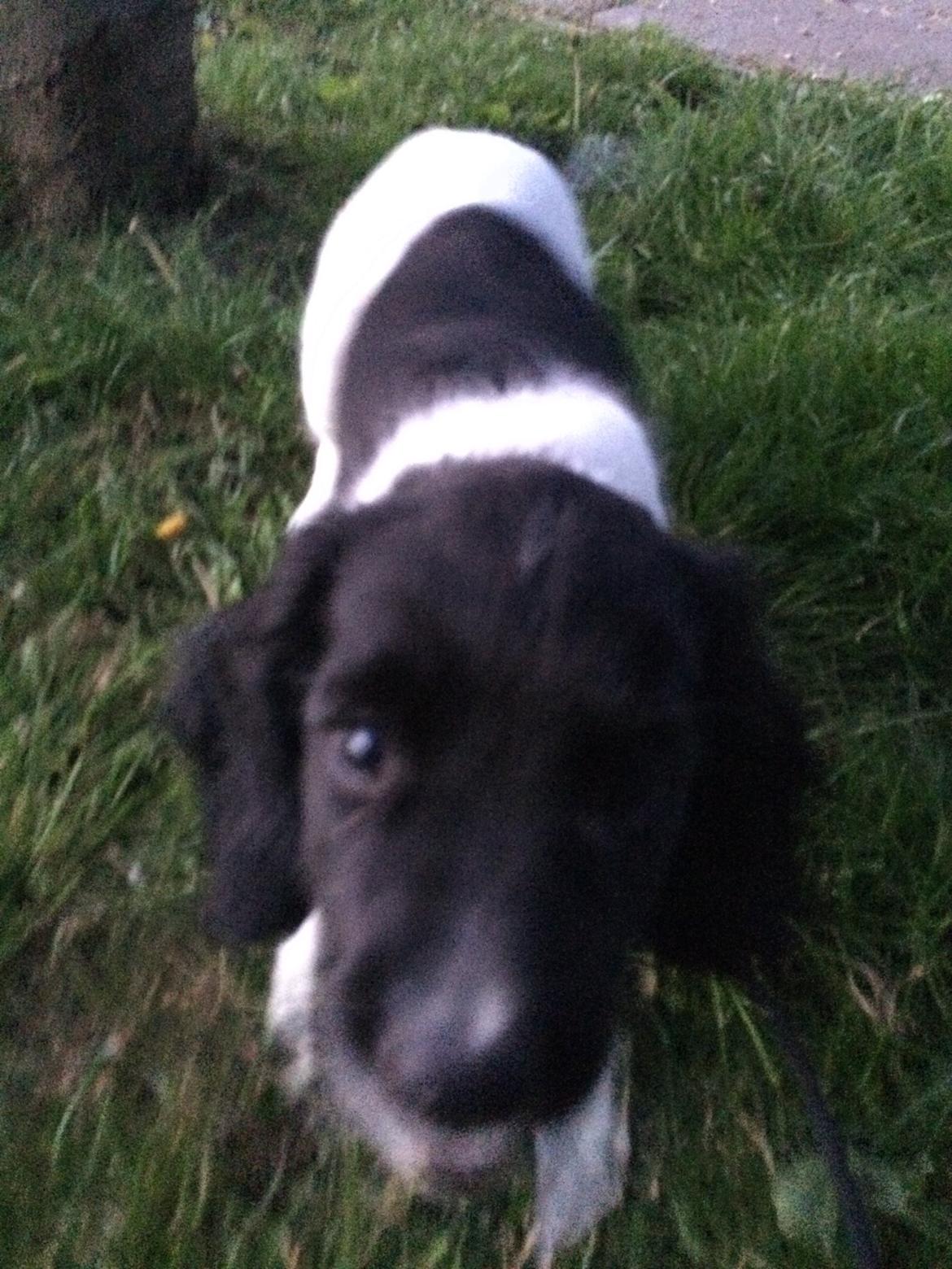 Field Trial Springer Spaniel Bobby billede 3