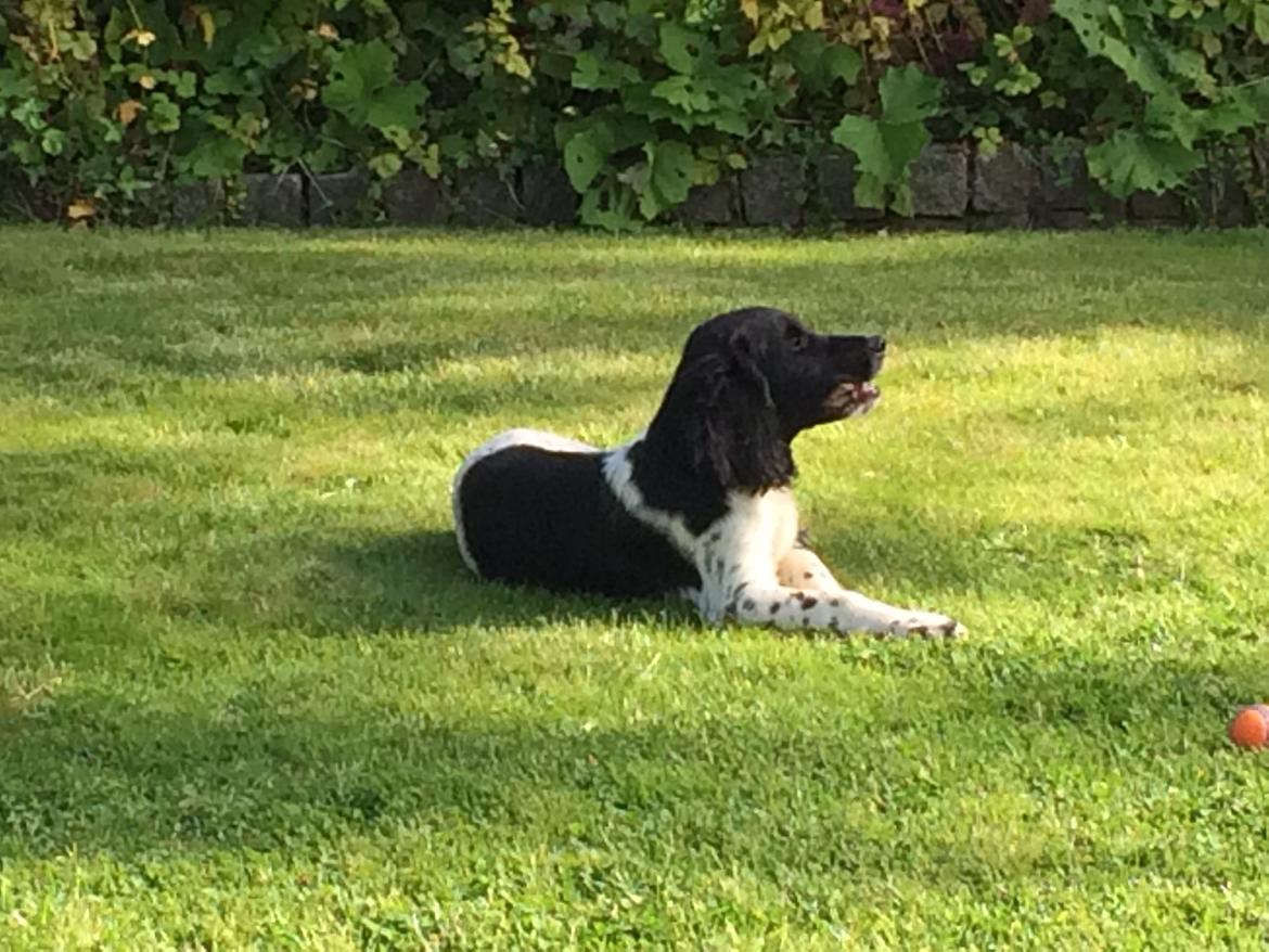 Field Trial Springer Spaniel Bobby billede 4