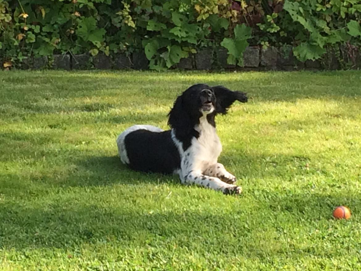 Field Trial Springer Spaniel Bobby billede 5