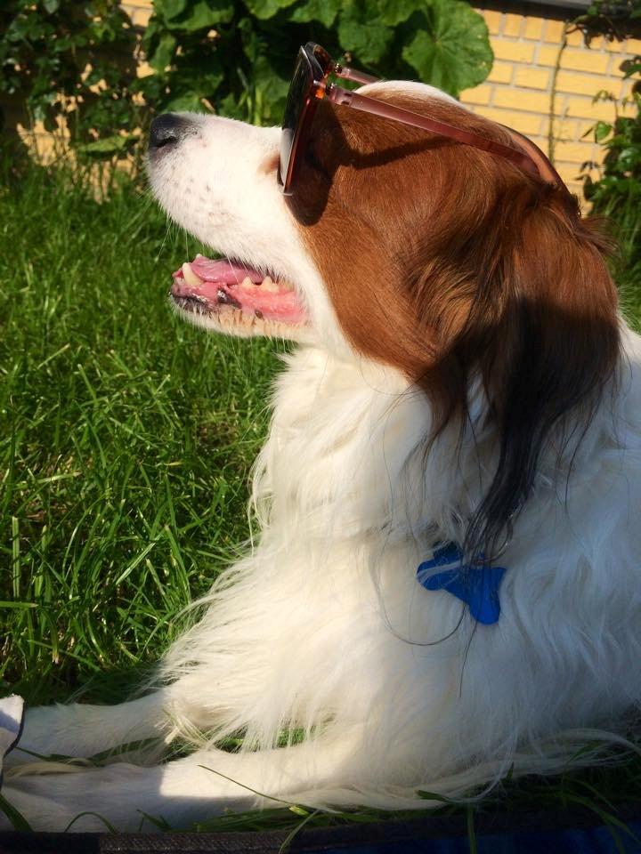 Kooikerhondje Andelokkerens brogede Gorm (Pyrus) billede 2