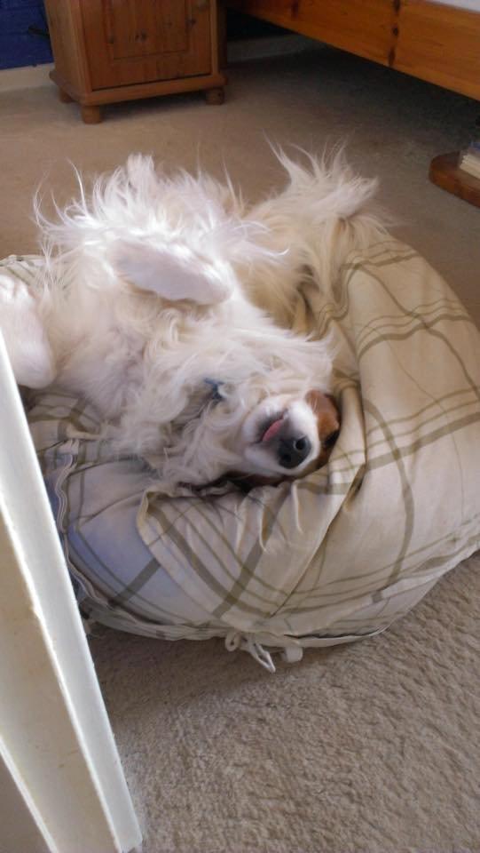 Kooikerhondje Andelokkerens brogede Gorm (Pyrus) billede 4