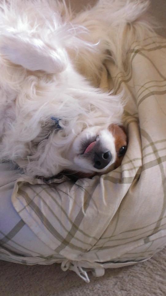 Kooikerhondje Andelokkerens brogede Gorm (Pyrus) billede 5