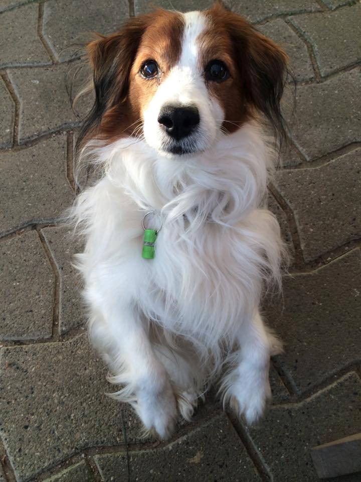 Kooikerhondje Andelokkerens brogede Gorm (Pyrus) billede 1