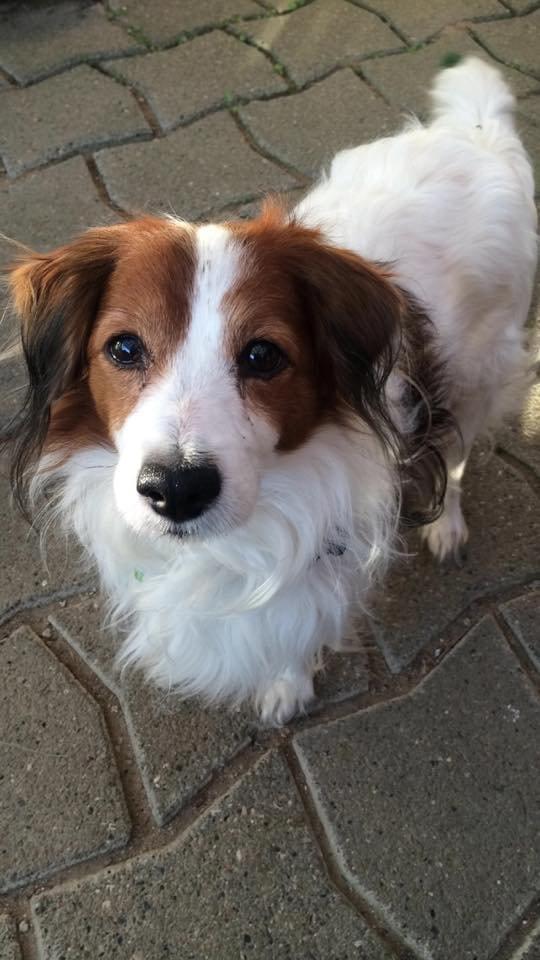 Kooikerhondje Andelokkerens brogede Gorm (Pyrus) billede 6