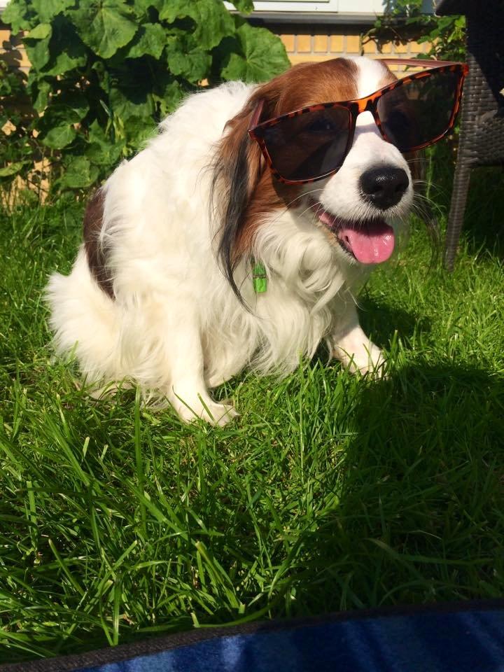 Kooikerhondje Andelokkerens brogede Gorm (Pyrus) billede 7