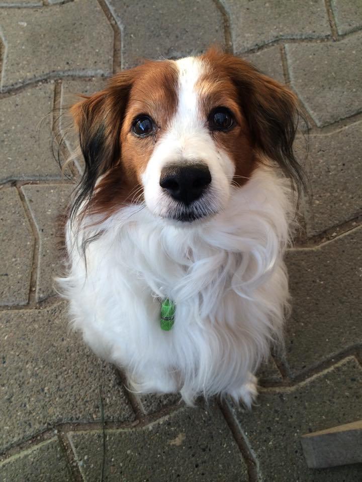 Kooikerhondje Andelokkerens brogede Gorm (Pyrus) billede 8