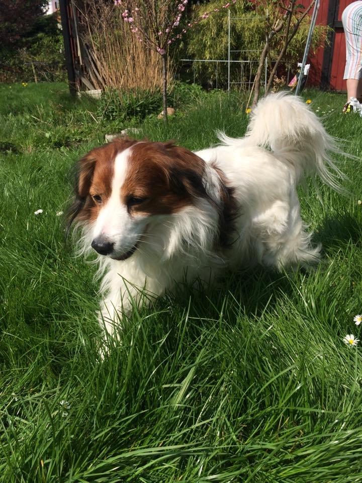 Kooikerhondje Andelokkerens brogede Gorm (Pyrus) billede 3